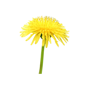 Dandelion PNG-12883